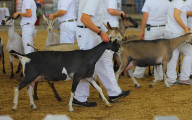 Preparation for Showing Goats Leads to Success